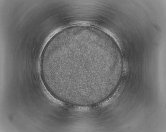 X0000110761090200907271138