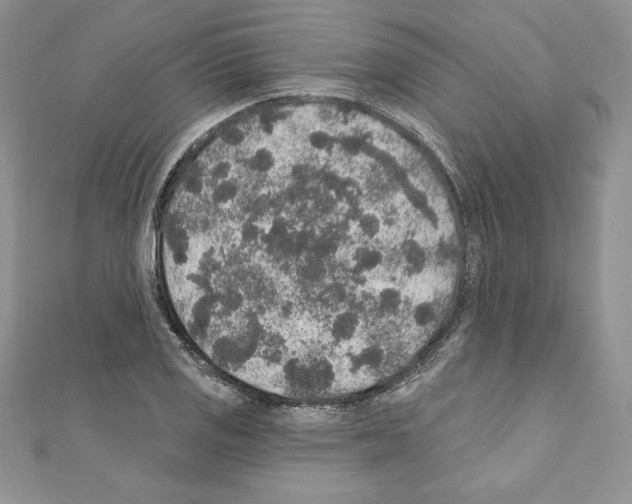 X0000110761125200907271138