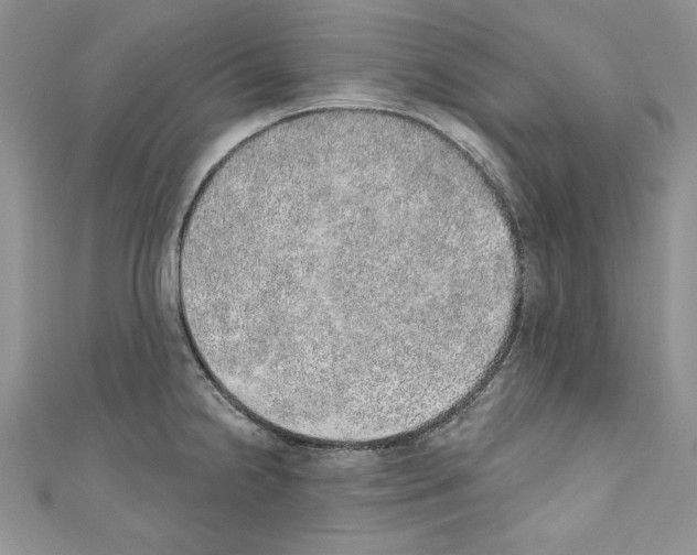 X0000110761238200907271137