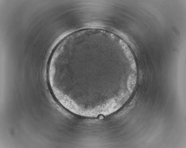 X0000110761331200907271135
