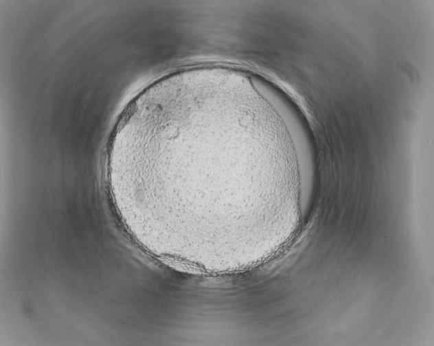X0000110761365200907271135