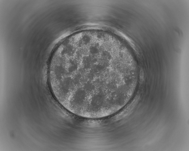 X0000110761411200907271134