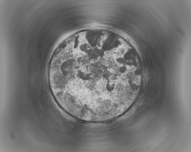 X0000110761429200907271134