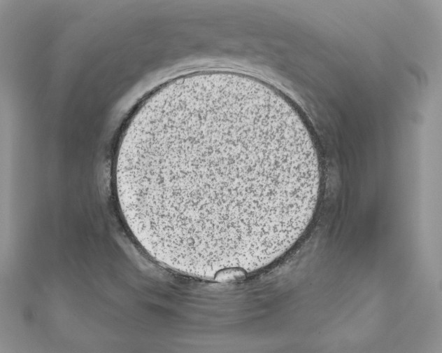 X0000110761503200907271133
