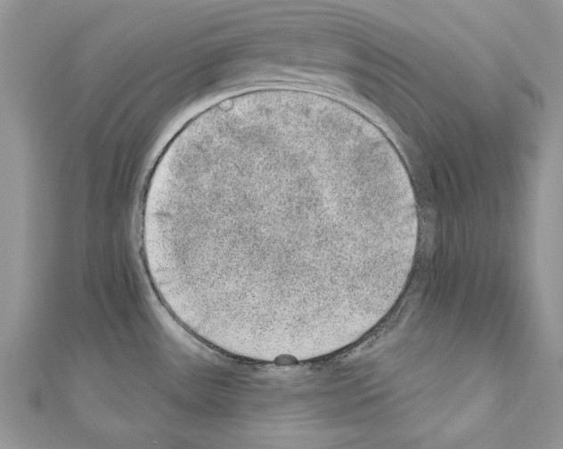 X0000110761531200907271133