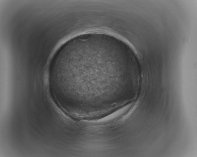 X0000110771506200906291038