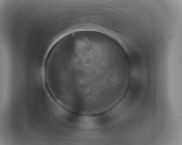 X0000110771514200906291038