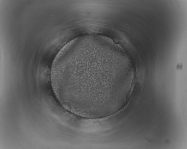 X0000110770029200907061129