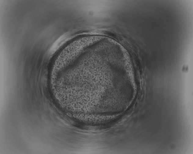 X0000110770295200907061125