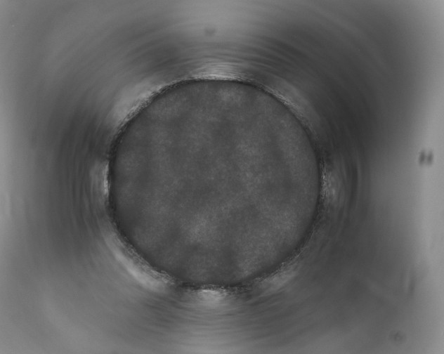 X0000110770302200907061125