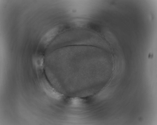 X0000110770336200907061124