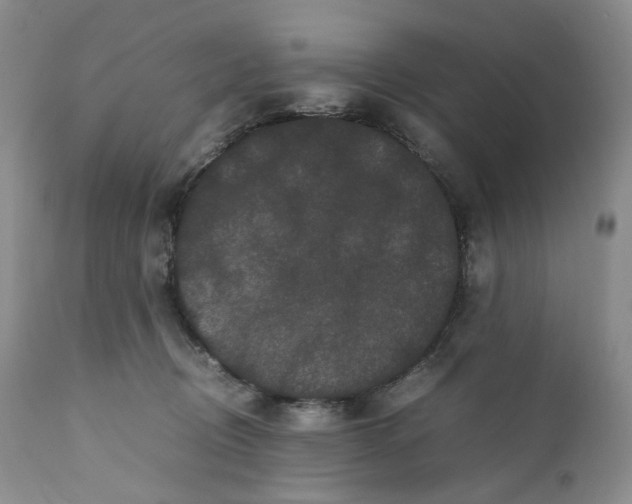 X0000110770370200907061124