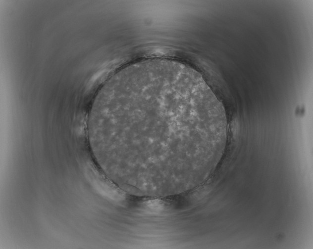 X0000110770423200907061123