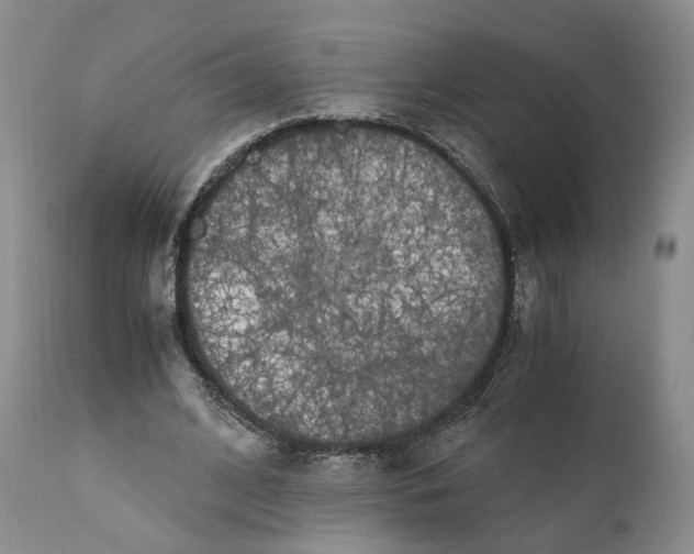 X0000110770584200907061121