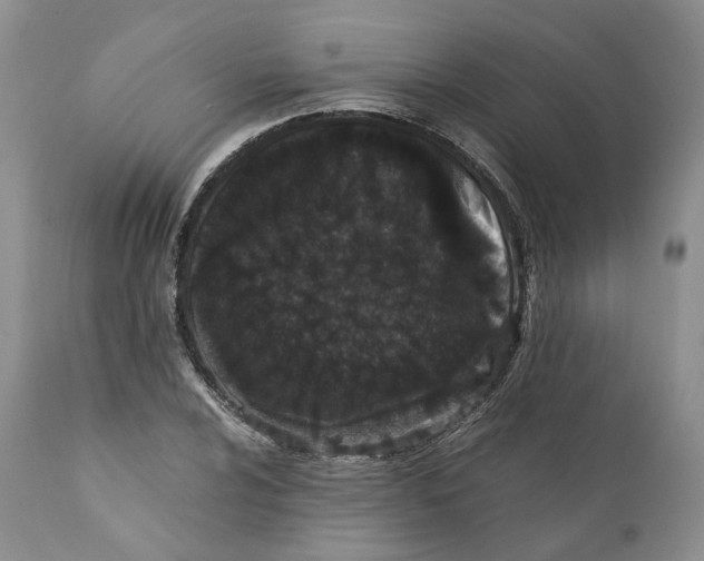 X0000110771024200907061114