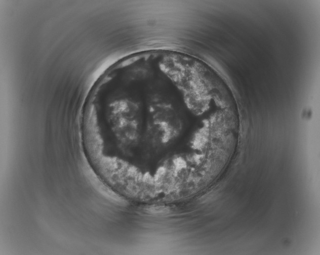 X0000110771291200907061110