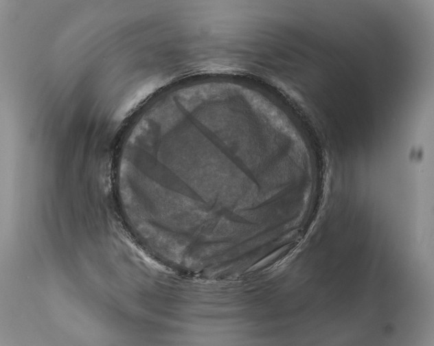 X0000110771306200907061110