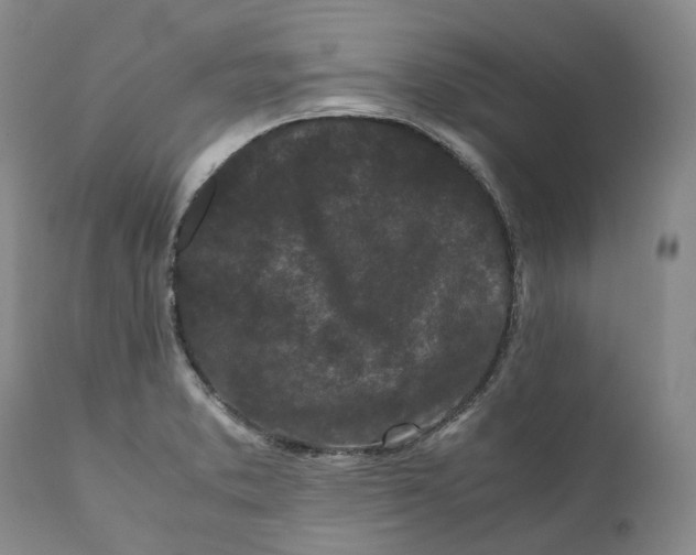 X0000110771373200907061109