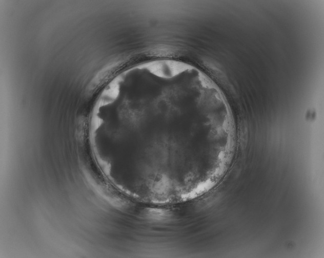 X0000110770167200907131242