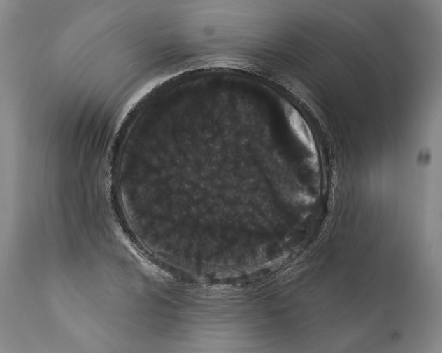 X0000110771024200907131229