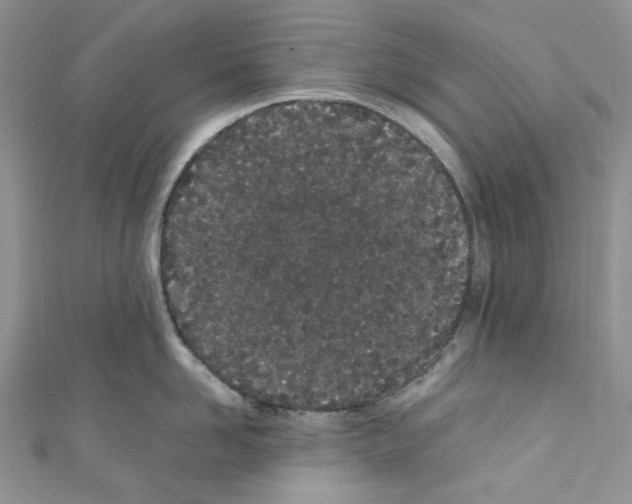 X0000110770958200907271201