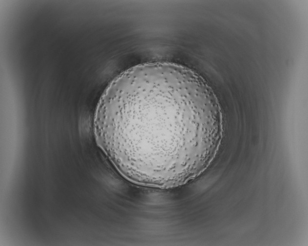 X0000110860336200906251213