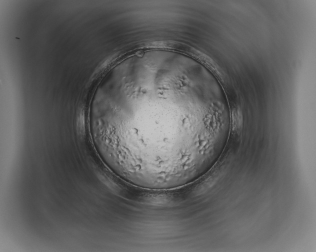 X0000110860349200906251213