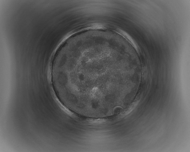 X0000110860851200906251207