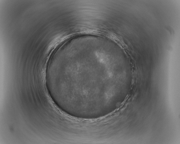 X0000110860002200907021425