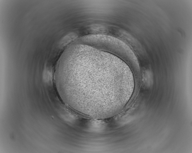 X0000110860333200907021421