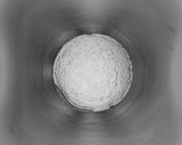 X0000110860336200907021421