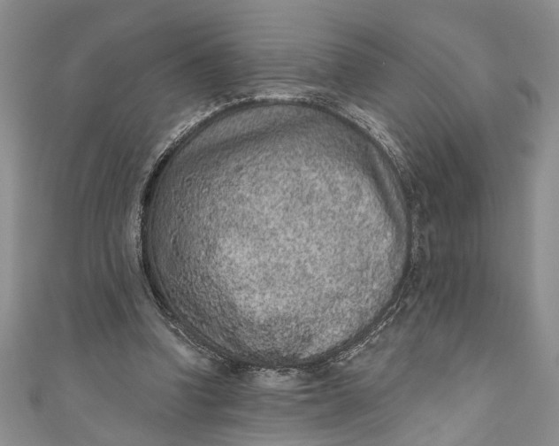 X0000110860346200907021420