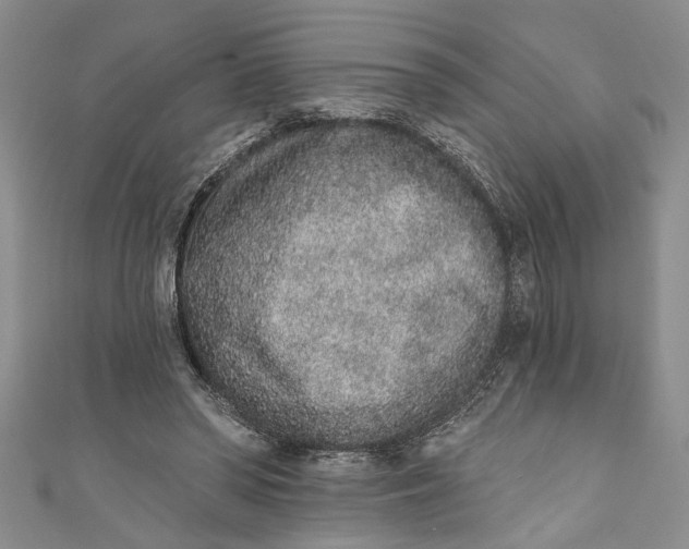 X0000110860398200907021420