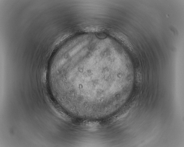 X0000110860491200907021419