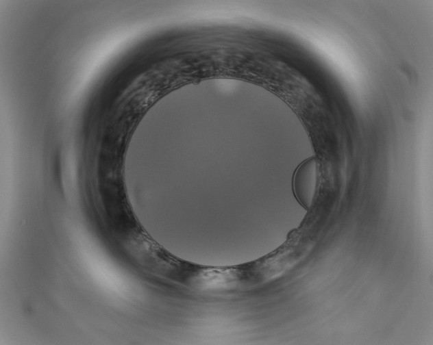 X0000110860526200907021418