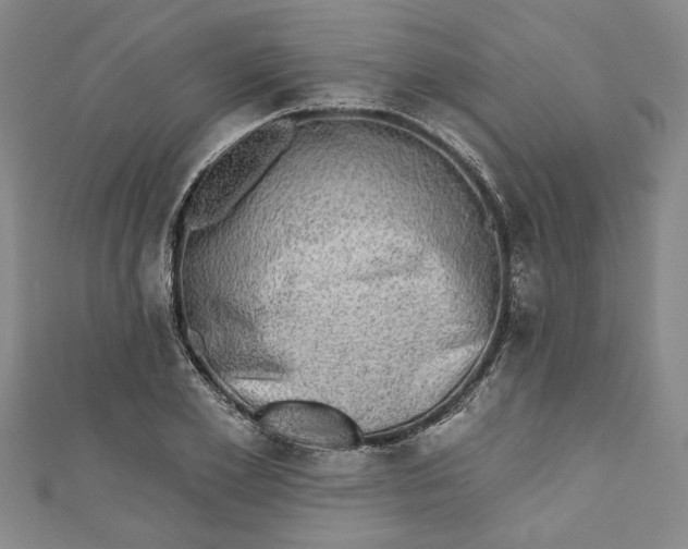 X0000110860981200907021412