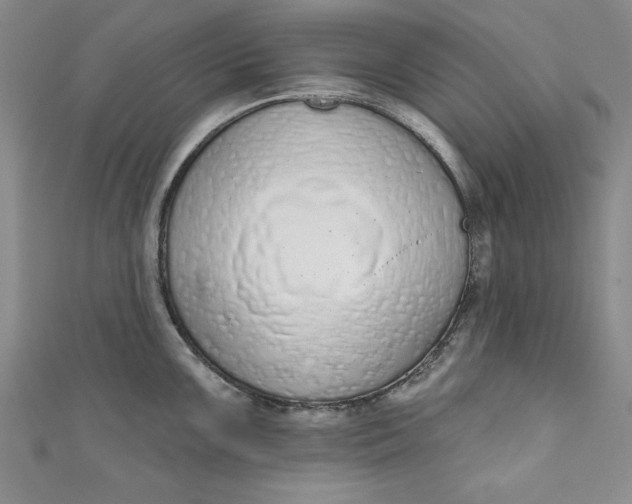 X0000110861099200907021411