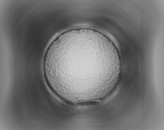 X0000110861389200907091331