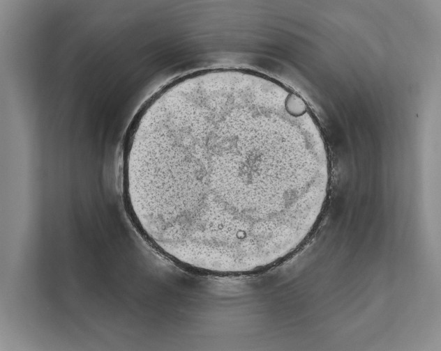 X0000110861126200907161351