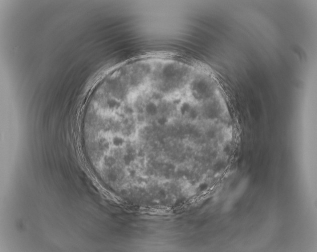 X0000110860337200907301356
