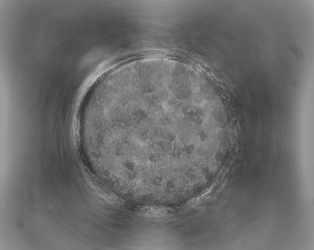 X0000110860343200907301356