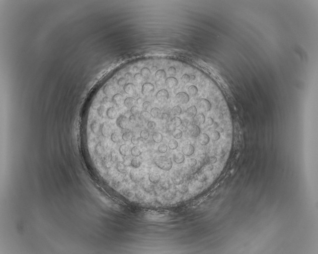 X0000110860346200907301356