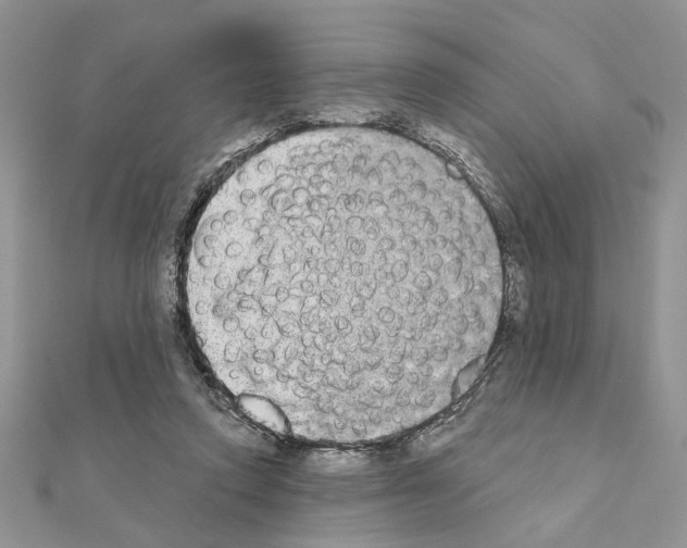 X0000110860354200907301356