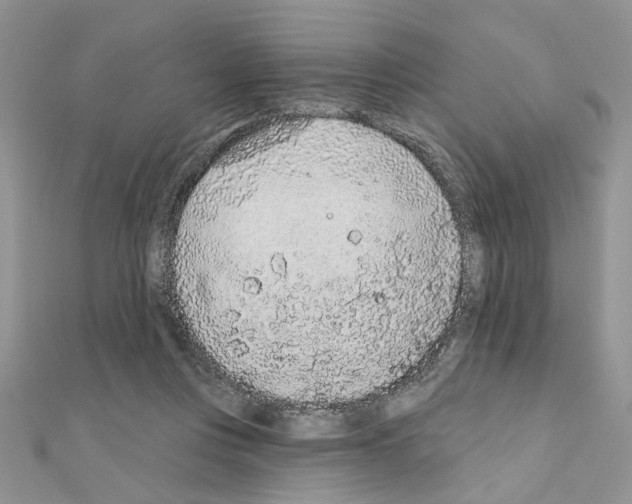 X0000110860359200907301356