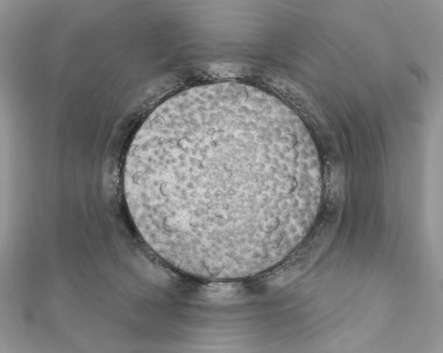 X0000110860418200907301356
