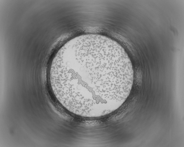 X0000110860686200907301352