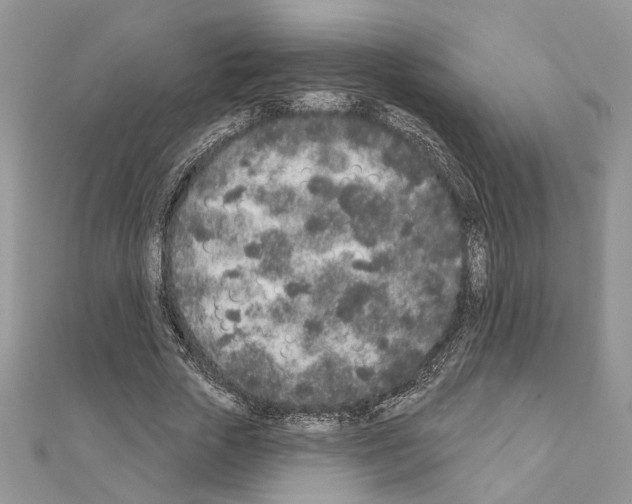 X0000110860729200907301351