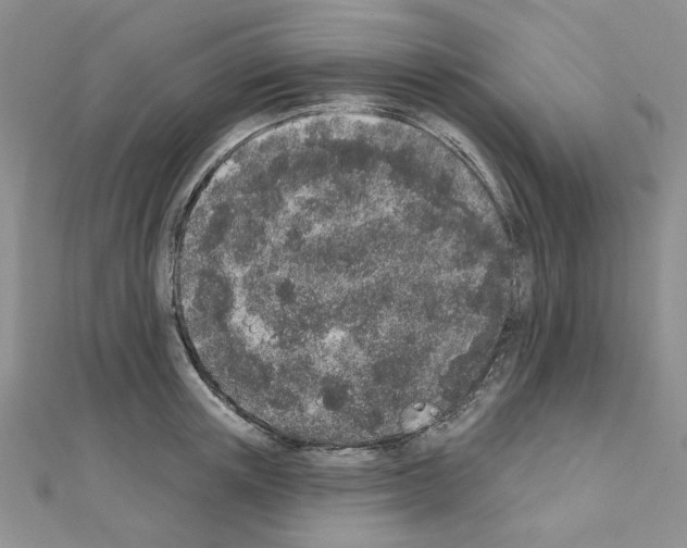 X0000110860851200907301350