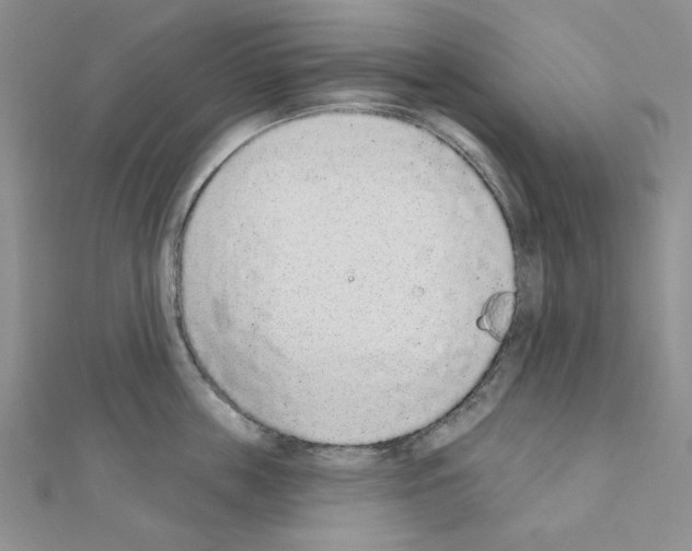 X0000110860859200907301350