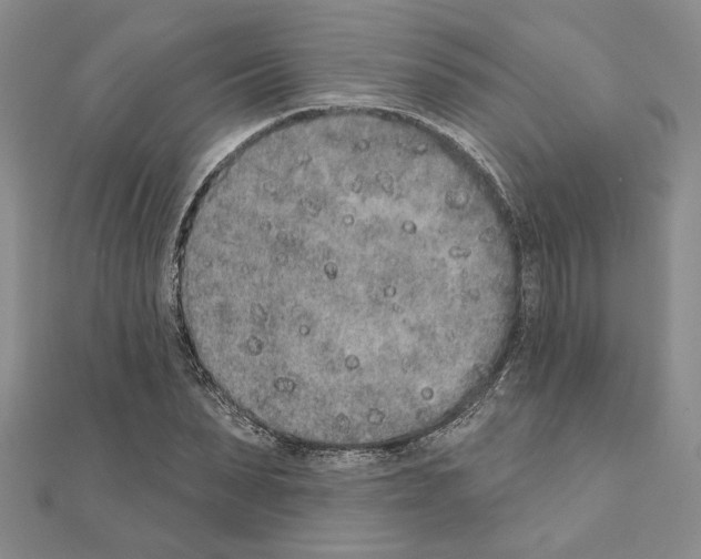 X0000110860879200907301350